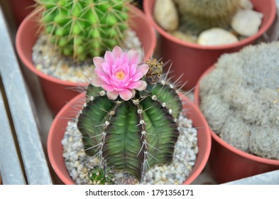 Cactus Is A Cotyledon Of The Cactaceae Family, Native To The North And South American Tribe, And 118 Genera Of 1,210 Species.