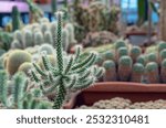 Cactus Cylindropuntia bigelovii or Cactus Cholla it grows in the botanical garden.