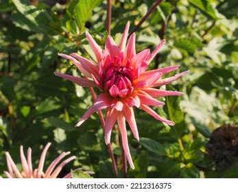 Cactus Dahlia In Autumn Garden