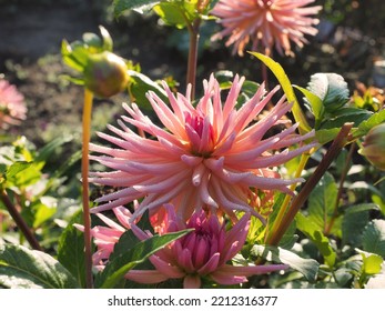 Cactus Dahlia In Autumn Garden