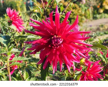 Cactus Dahlia In Autumn Garden