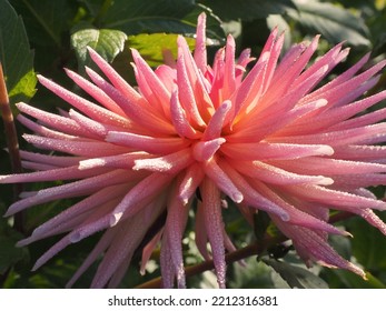 Cactus Dahlia In Autumn Garden