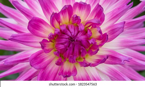 Cactus dahlias named ’Lady Lapita’. Double blooms, ray florets pointed, with majority revolute (rolled) over more than fifty percent of their longitudinal axis, and straight or incurved.