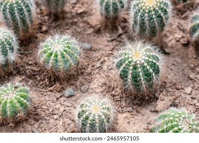 Cactus with dense spines. A close-up image showcasing the intricate texture of a cactus with dense spines. full frame background natural green cactus with sharp white prickles. Cactus wood landscape. - Powered by Shutterstock