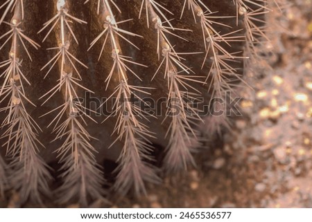 Cactus with dense spines. A close-up image showcasing the intricate texture of a cactus with dense spines. full frame background natural green cactus with sharp white prickles. Cactus wood landscape.