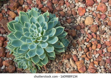 cactus in desert for background or wallpaper