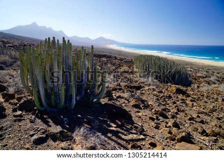 Cactus in the desert at the bottom of the cliffs above Cofete Beach in Fuerteventura in the Canary Islands in Spain, it was in daylight and very hot