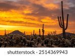 Cactus desert at dawn. Beautiful sunrise over cactus desert. Cactus desert in early morning at dawn. Dawn over the cactus desert