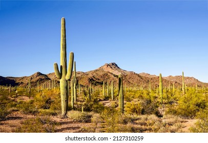 Cactus desert landscape. Cacti desert on blue sky