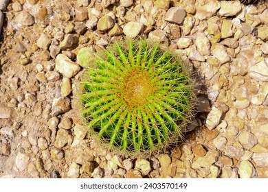 Cactus desert plants in Saudi Arabia - Powered by Shutterstock