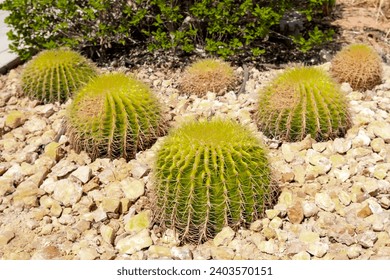 Cactus desert plants in Saudi Arabia - Powered by Shutterstock