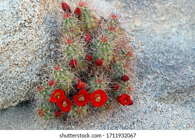 Cactus With Red Flowers Hd Stock Images Shutterstock