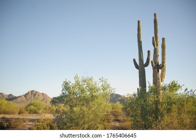cactus in desert with trees and mountains