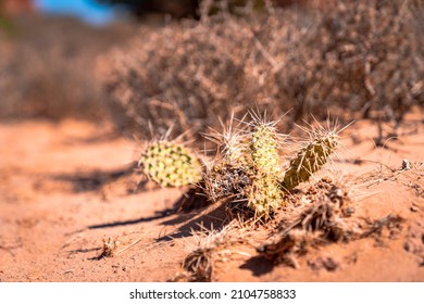 Cactus in the dessert in Arches National Park