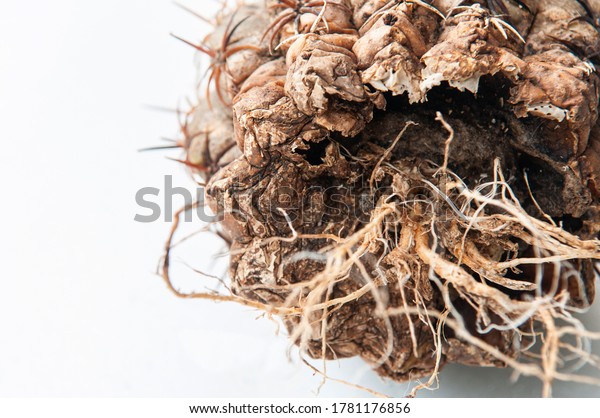 Cactus disease\
dry root rot and plant rust caused by fungi, severe damage fungi\
infected Melocactus cactus isolated on white background showing\
serious damage at skin and\
root