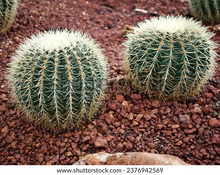 Cactus Echinocactus grusonii Seed,Golden Barrel Mother-in-law's cushion ,seat ,golden ball cactus .California barrel cactus in family Cactaceae ,Caryophyllales and is endemic to east-central Mexico