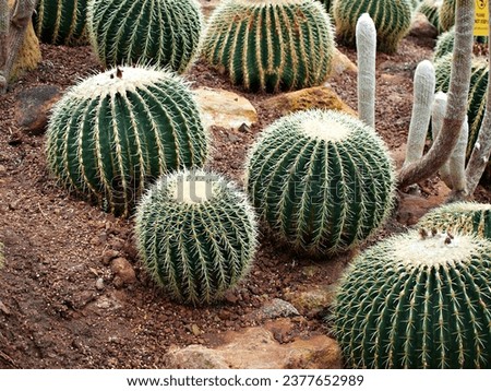 Cactus Echinocactus grusonii Seed,Golden Barrel Mother-in-law's cushion ,seat ,golden ball cactus .California barrel cactus in family Cactaceae ,Caryophyllales and is endemic to east-central Mexico