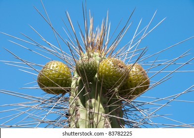 Cactus At Elqui Valley