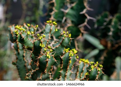 224 Cactus euphorbia ingens Images, Stock Photos & Vectors | Shutterstock