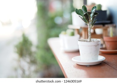 Cactus in the evening at home. - Shutterstock ID 1246305169