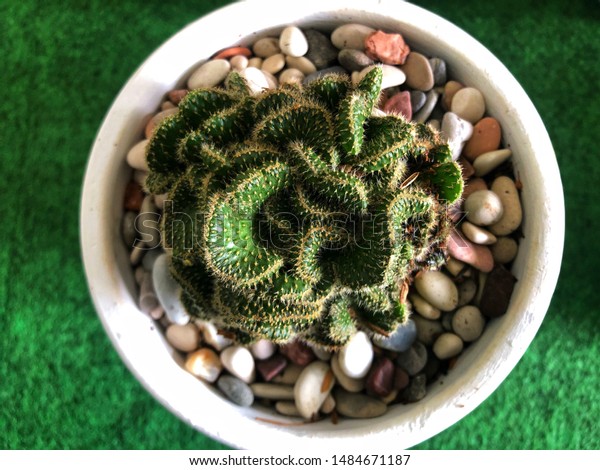 Cactus Family Cactaceae Plural Cacti Cactuses Stock Photo Edit Now 1484671187