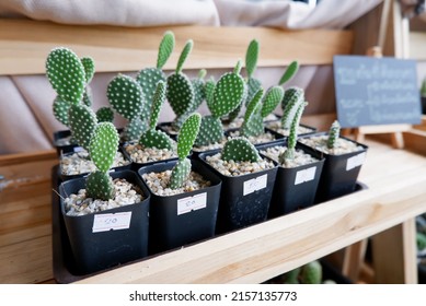 Cactus Farm Desert Plant Garden