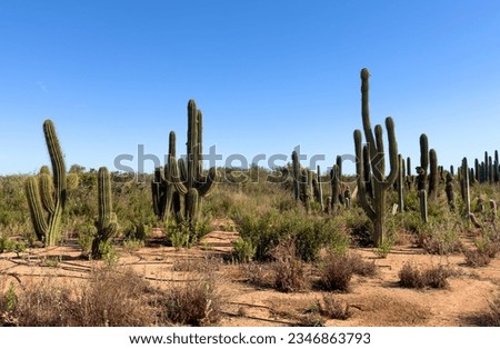 Cactus farm field. Green cactus field landscape. Cactuses with yoke in Spain rural. Cacti in a field. Cactus cultivation. Cactuses plantation in nature. Cactus Green plant in Texas, Arizona