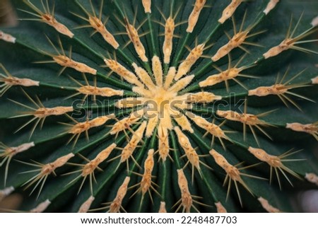 cactus (ferocactus) in the detail select focus, art picture of plant, macro photography of a plant with a small depth of field