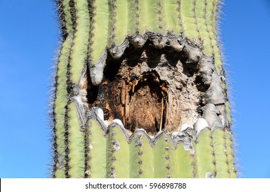 2,427 Desert owls Images, Stock Photos & Vectors | Shutterstock