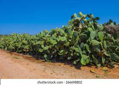 Cactus  Field, Cyprus