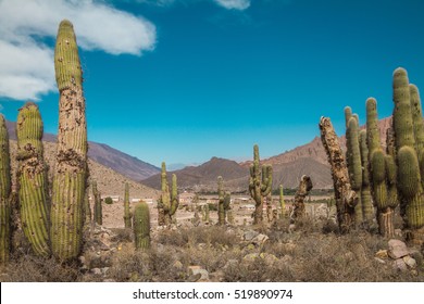 Cactus Field Desert