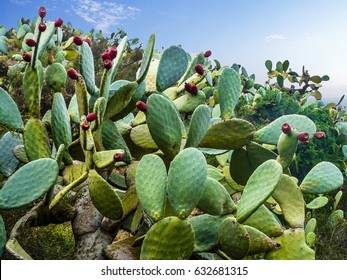 Cactus Field In Mexico City.