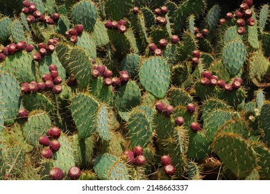 Cactus field. Prickly pear (opuntia ficus - indica) with purple ripe fruits. Mission cactus, indian fig opuntia. - Shutterstock ID 2148663337