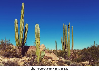 Cactus fields in Mexico,Baja California - Powered by Shutterstock