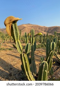 Cactus Fields Straw Hat Hanging On A Cactus. Wild Western Movie Scene. Beautiful Desert Background