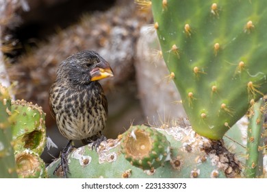 A cactus finch, eating on a cactus flower in the Galapagos National Park, Ecuador.