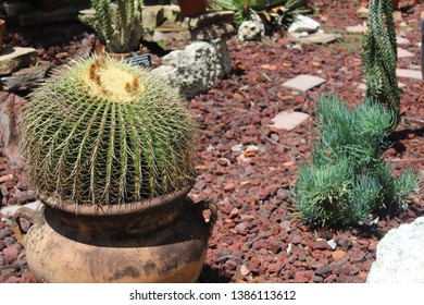 Cactus At Florida Botanical Gardens, Largo Florida