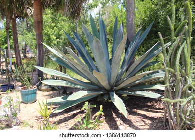 Cactus At Florida Botanical Gardens, Largo