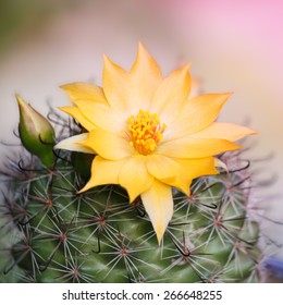 Cactus Flower