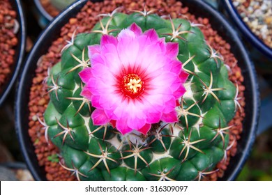 Cactus Flower