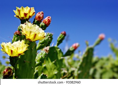 Cactus Flower