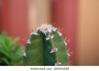 Cactus Flower Before Its Coming At Afternoon