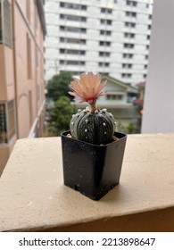 Cactus Flower Bloom In Vase On Balcony.