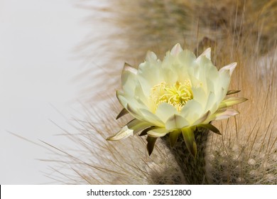 Cactus flower in Bolivia