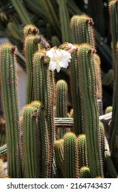 Cactus Flower. A Flowering Cactus in a garden for all to enjoy. Cacti bloom flowers to be pollinated so they can make seeds to continue their next generation of life. 