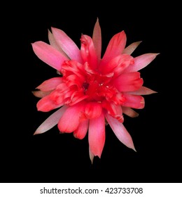 Cactus Flower Isolated On Black Background