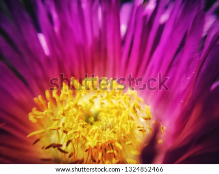 Similar – Foto Bild Nahaufnahme einer Blüte mit weißen und rosa Blütenblättern von Helipterum roseum