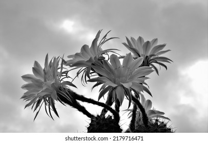 Cactus Flower On The Background Of The Sky, Black And White