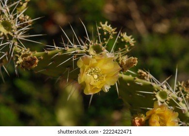 Cactus Flower On The Caribbean Island Curacao