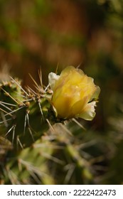 Cactus Flower On The Caribbean Island Curacao